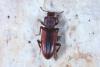 Bothrideres bipunctatus